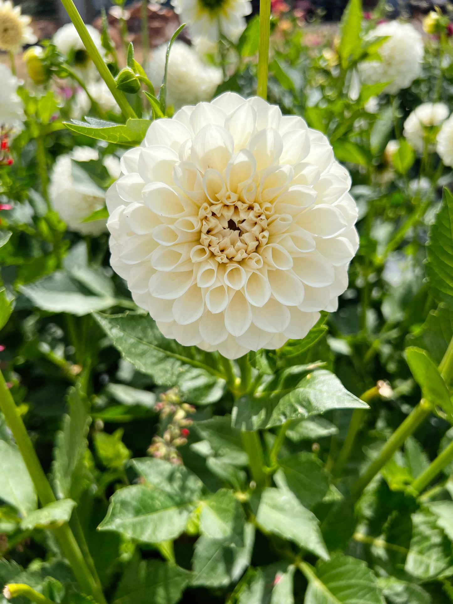 Dahlia bloom