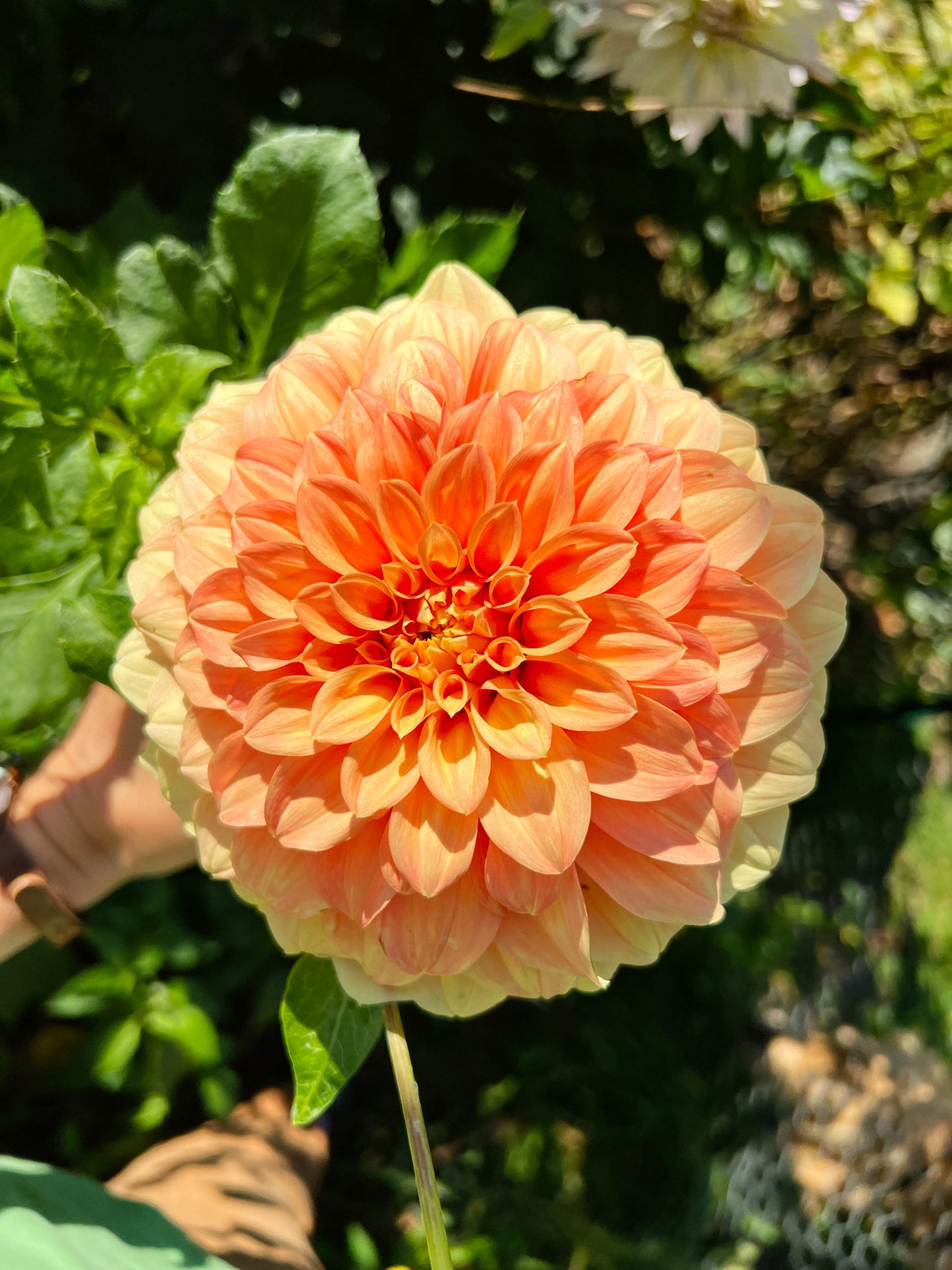 Dahlia bloom