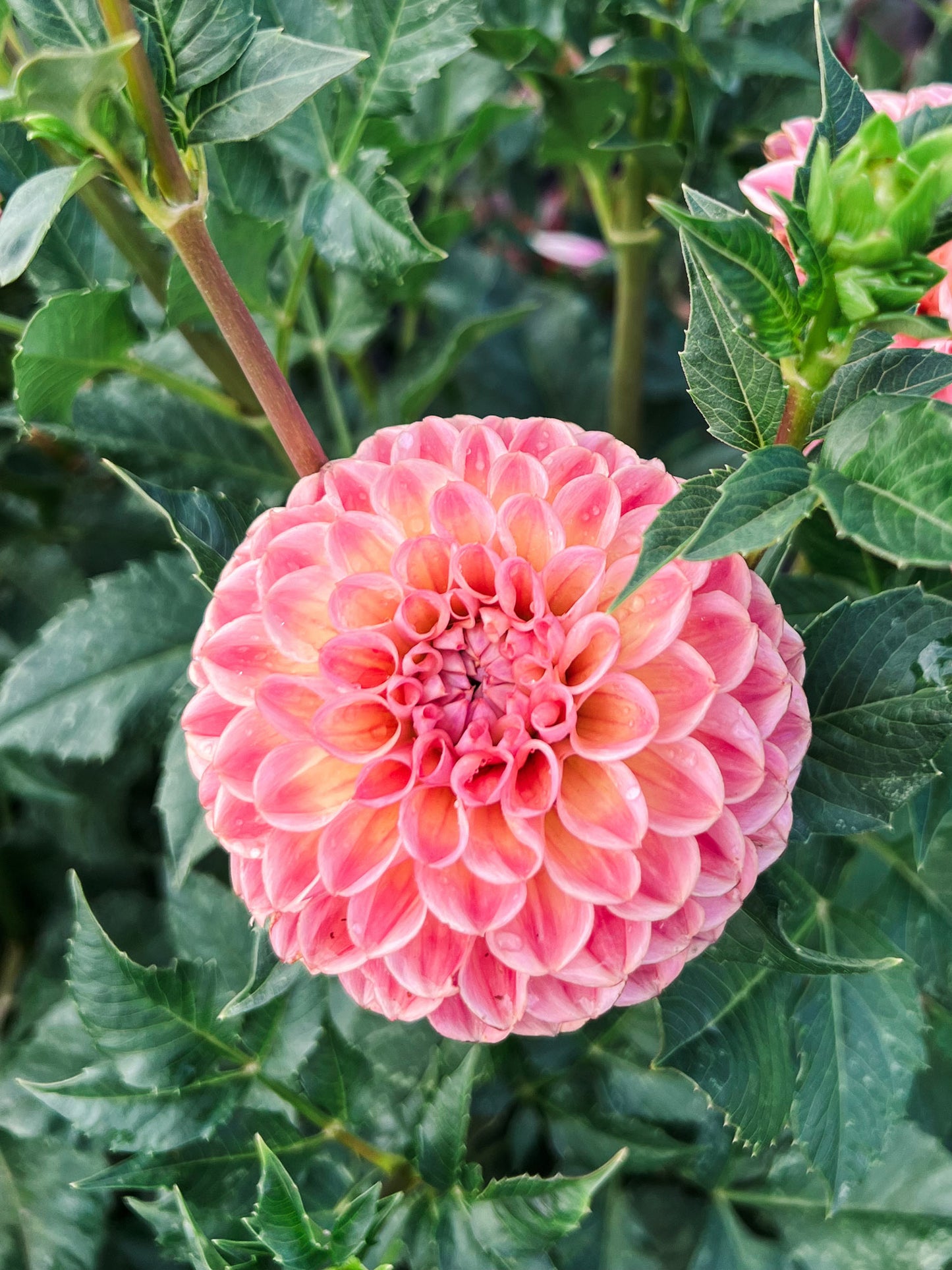 Dahlia bloom