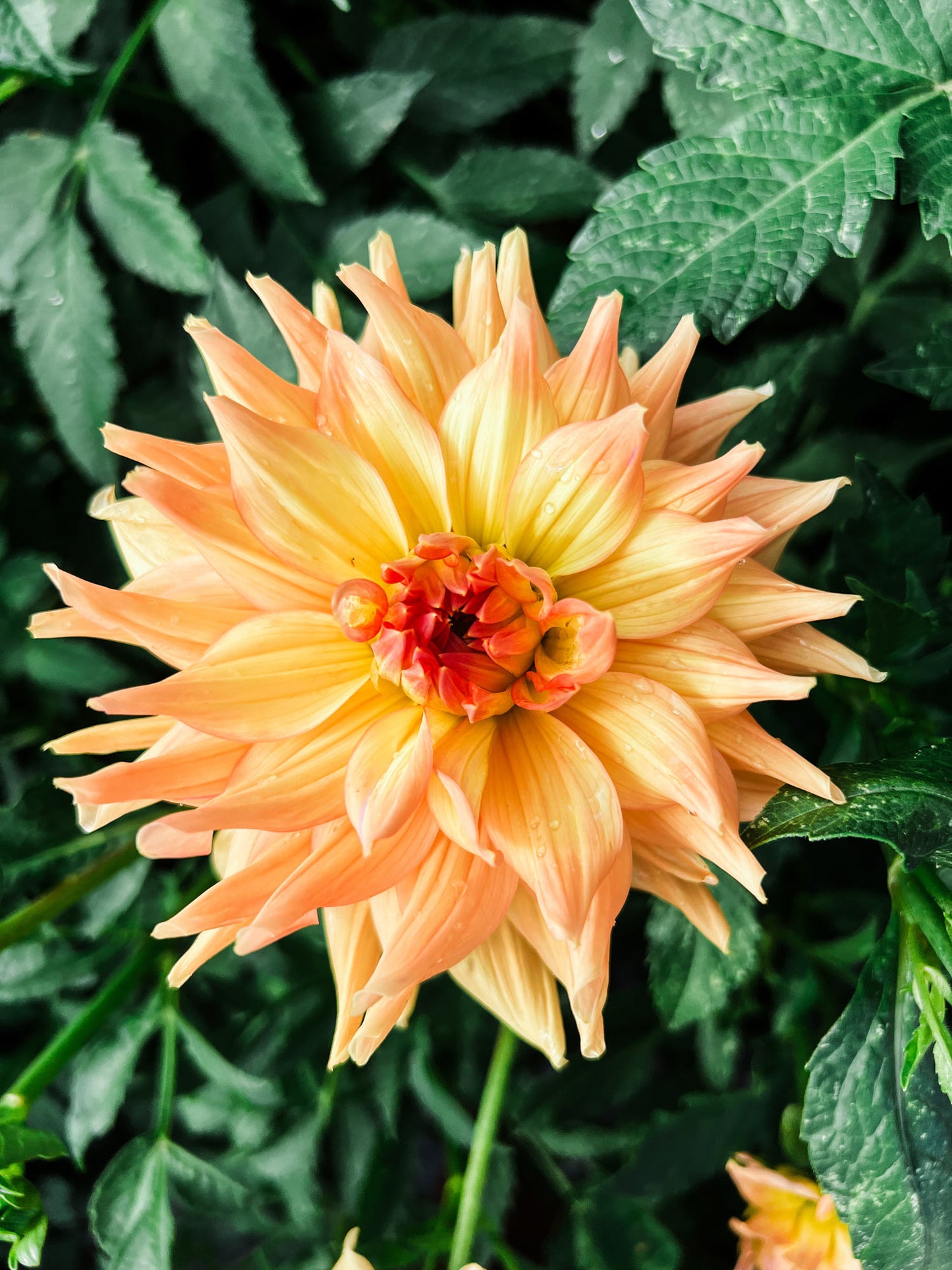 Dahlia bloom