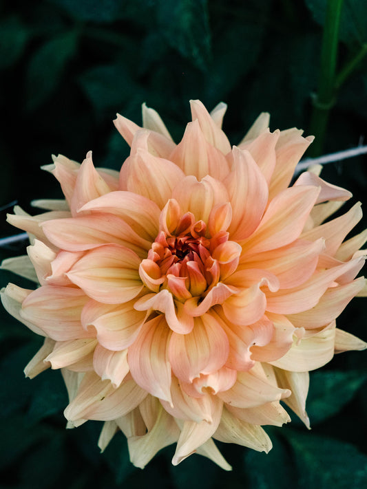 Dahlia bloom