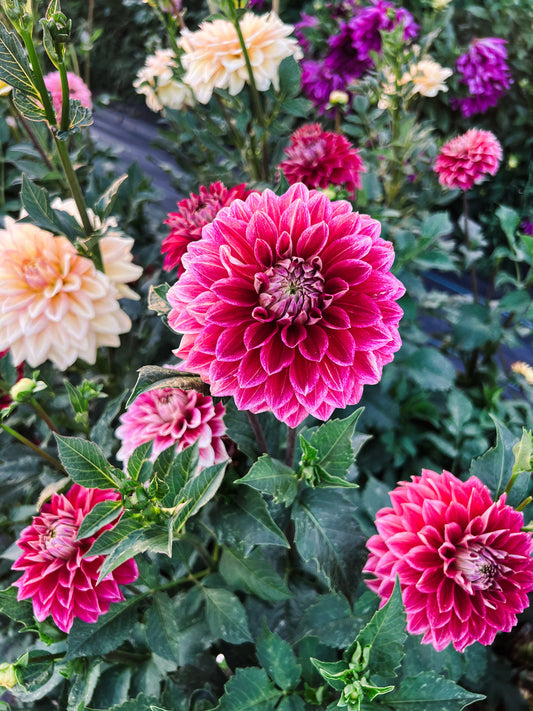 Dahlia bloom