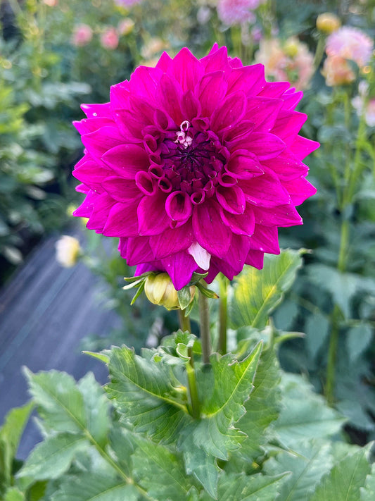 Hollyhill Double Take