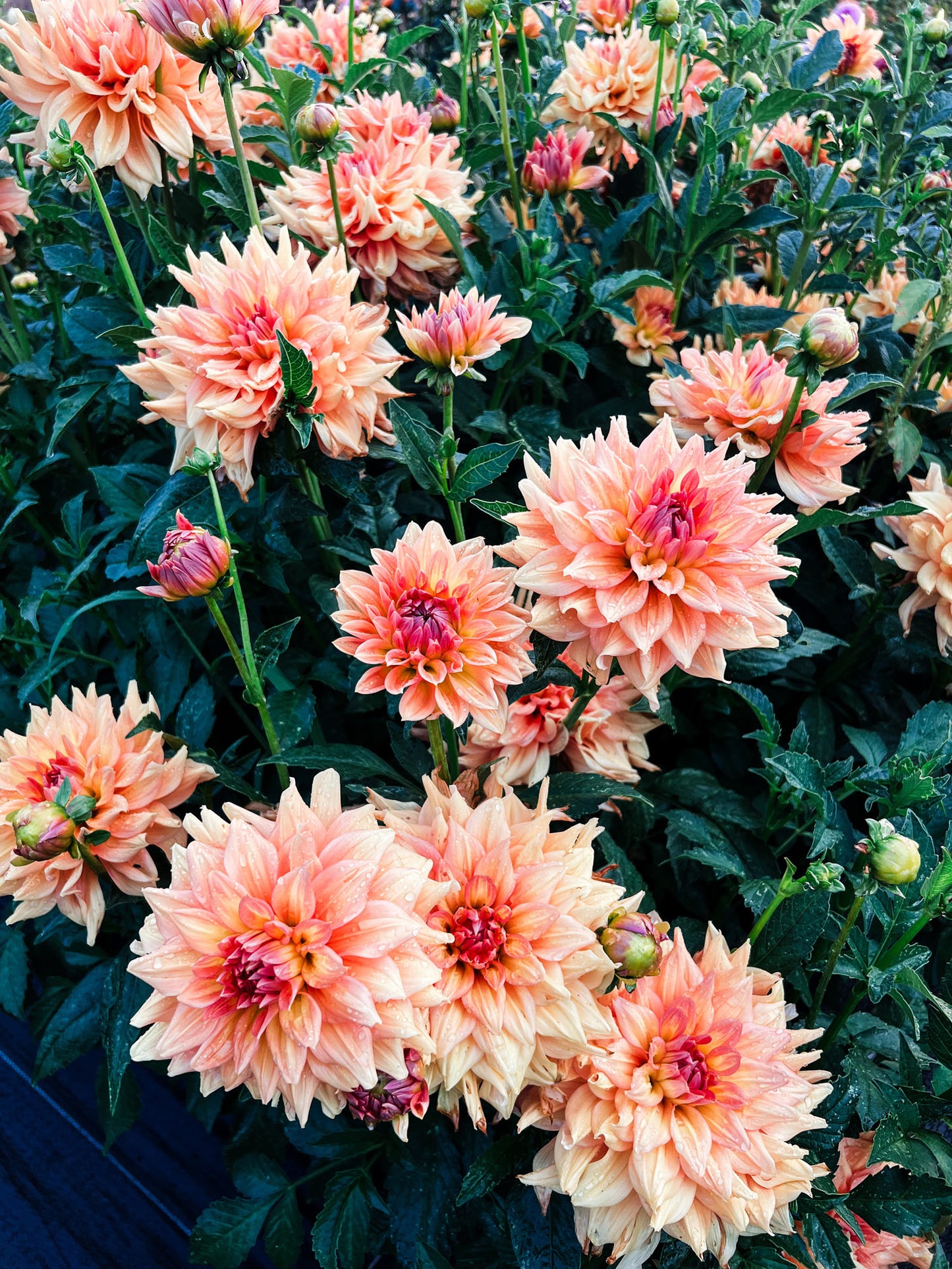 Dahlia bloom