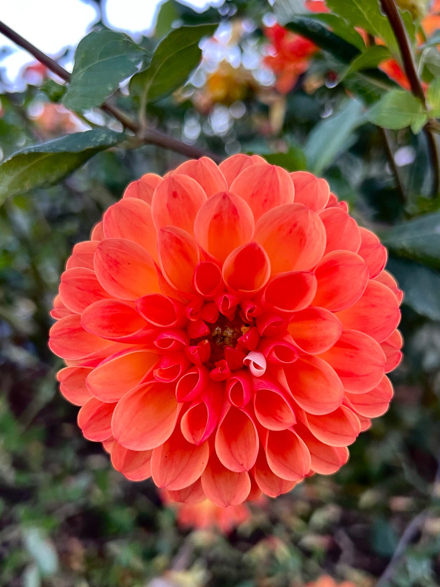 Dahlia bloom