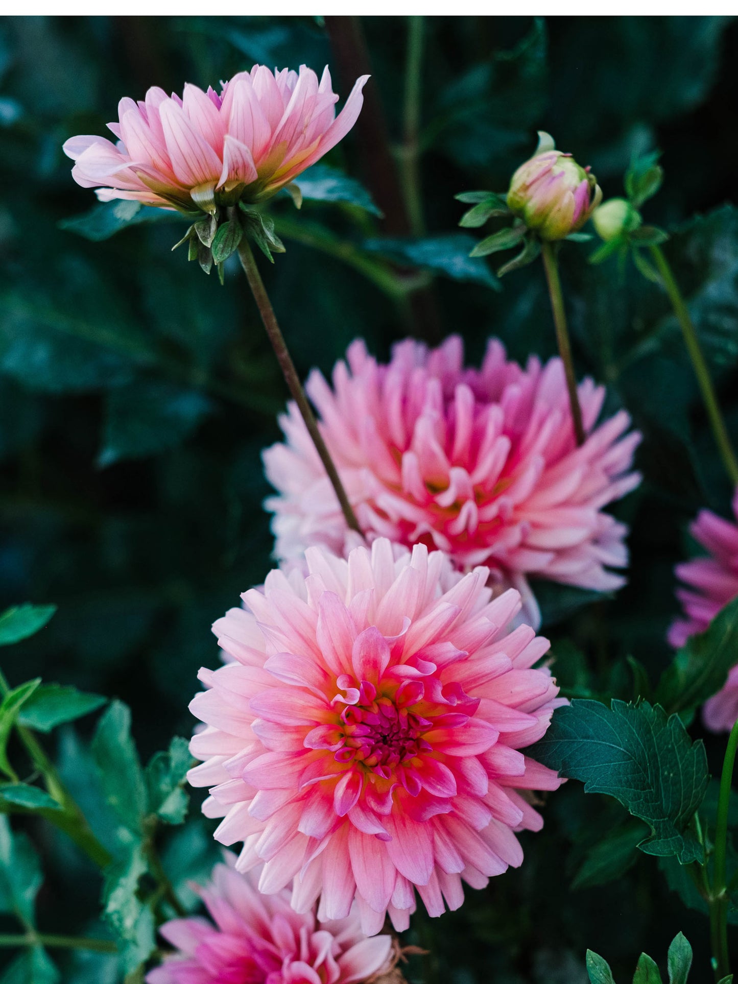 Dahlia bloom