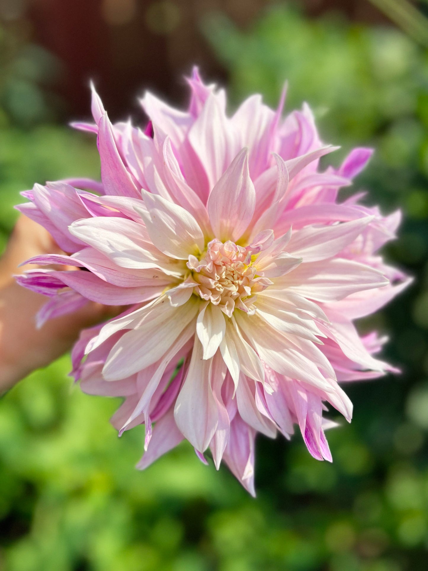 Dahlia bloom