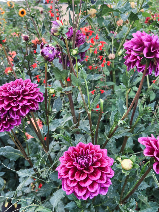 Dahlia bloom