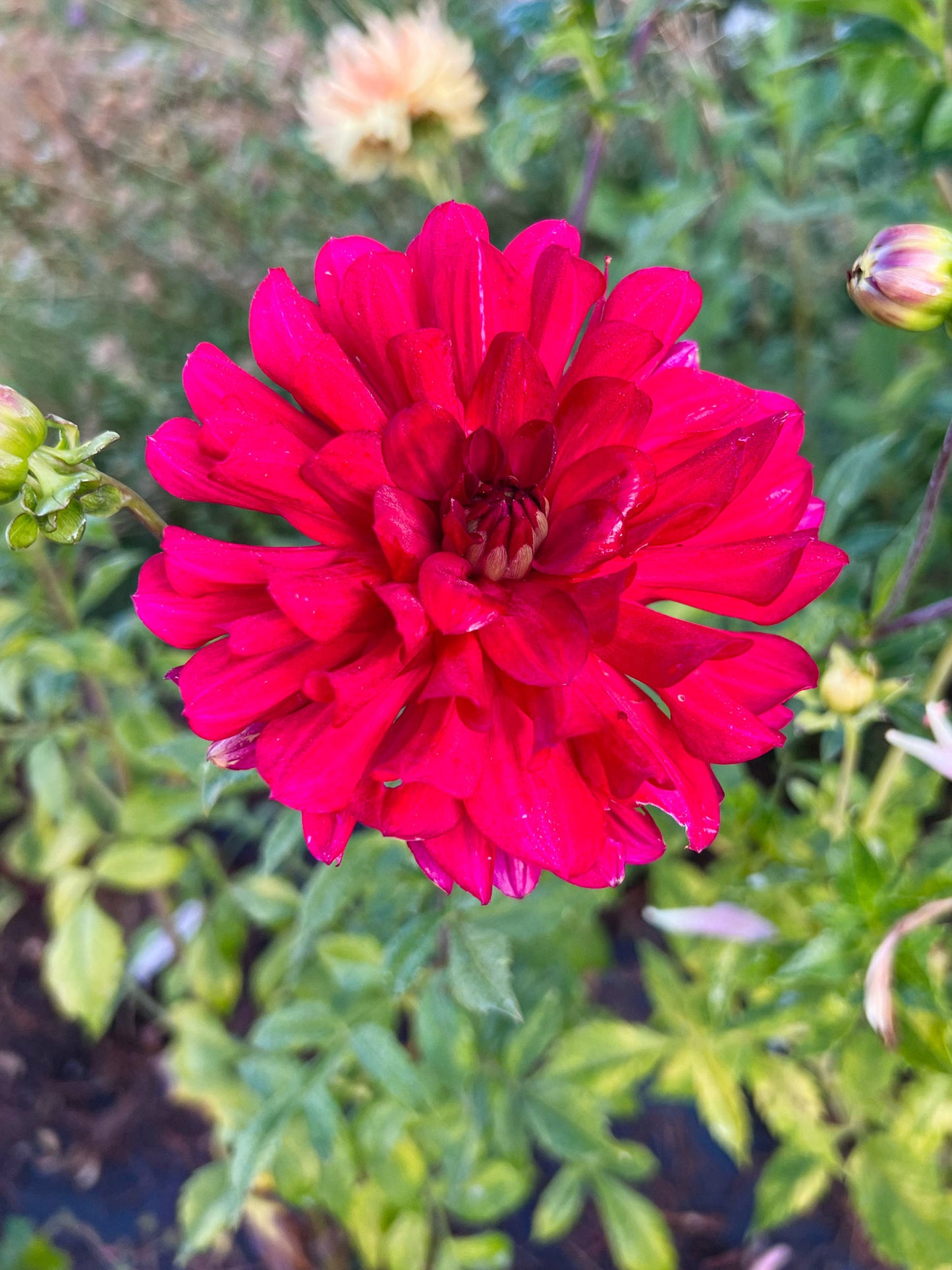 Dahlia bloom