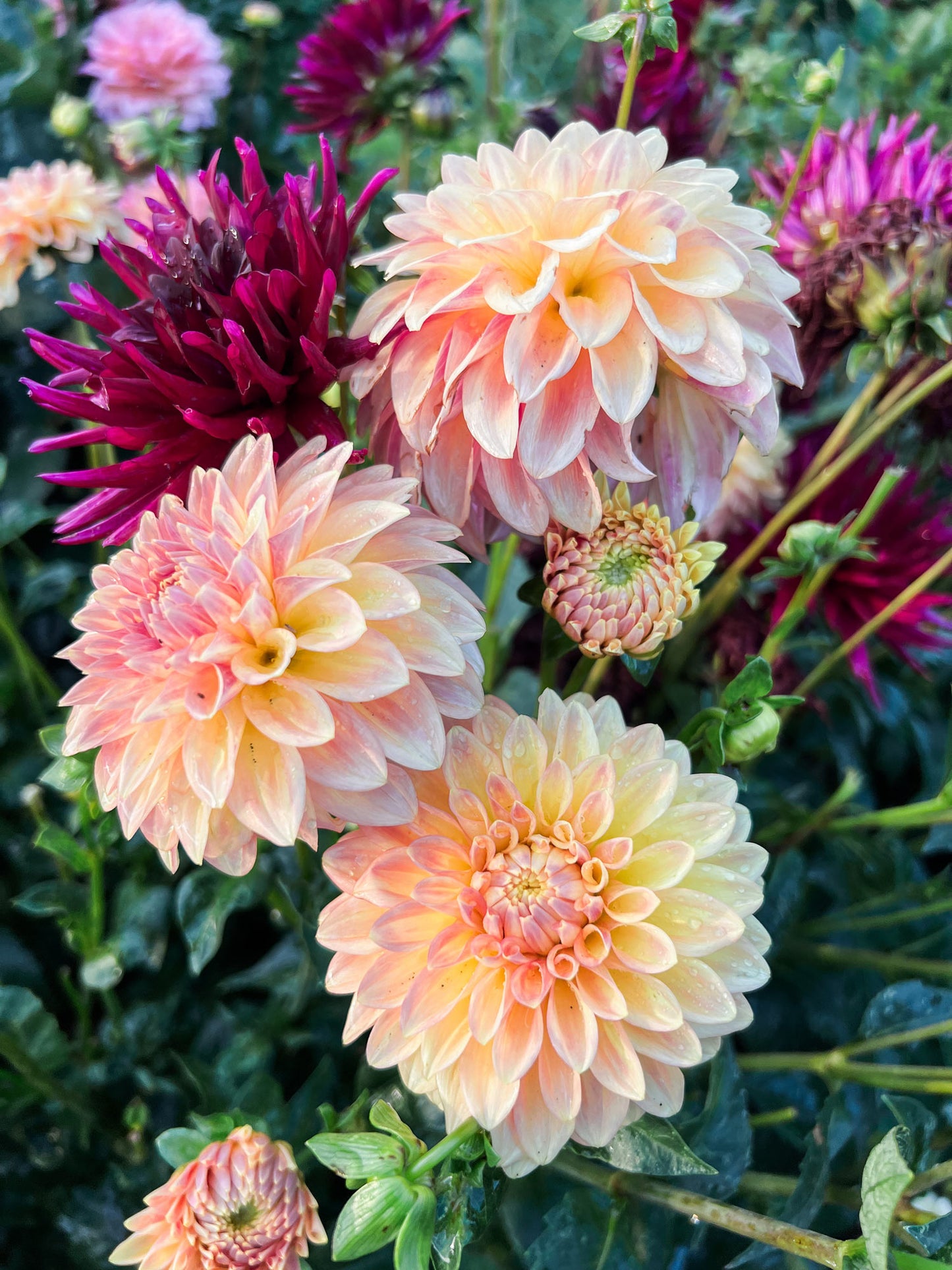 Dahlia bloom