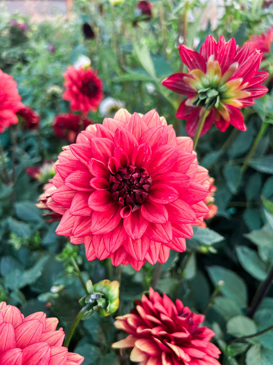 Dahlia bloom