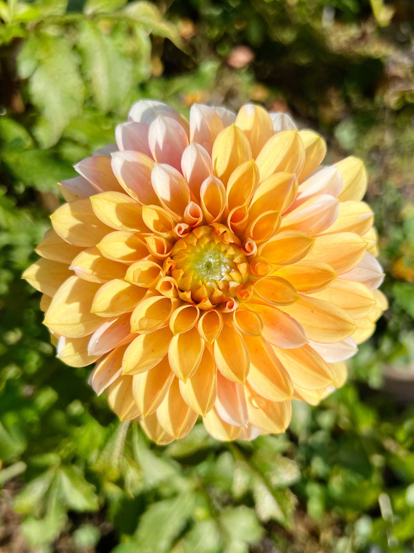 Dahlia bloom