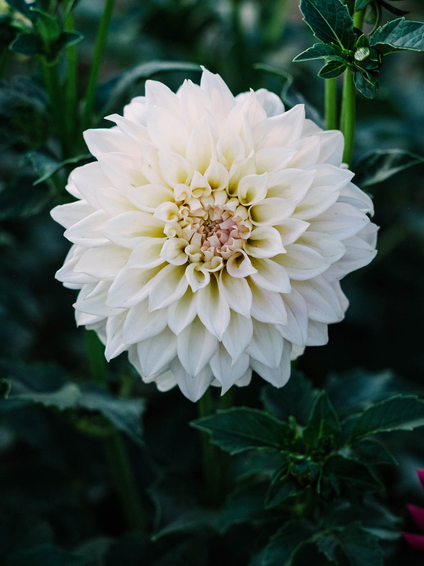 Dahlia bloom