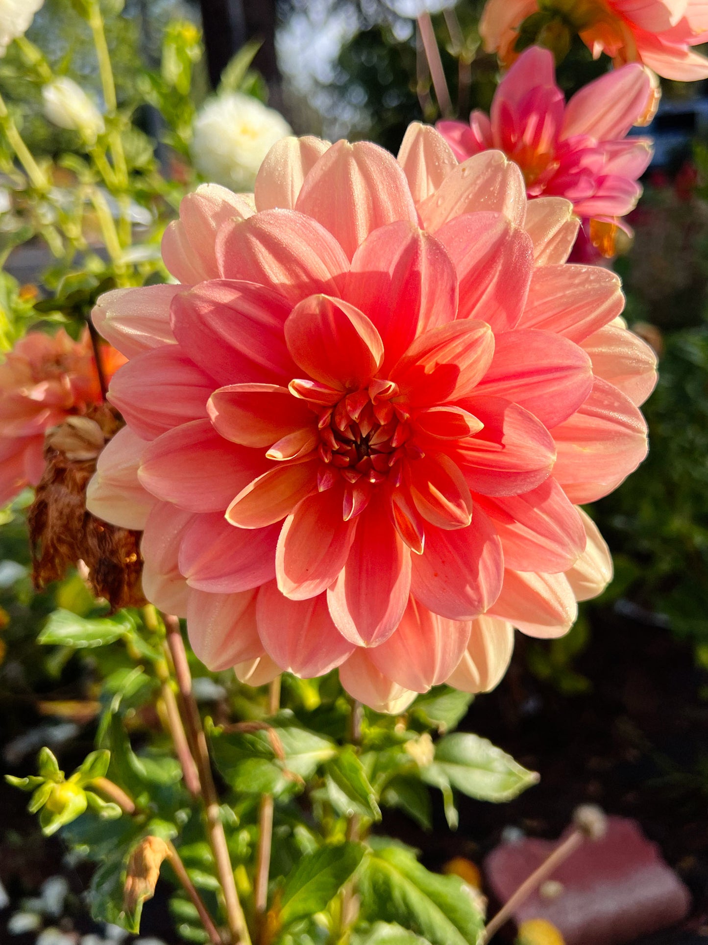 Dahlia bloom