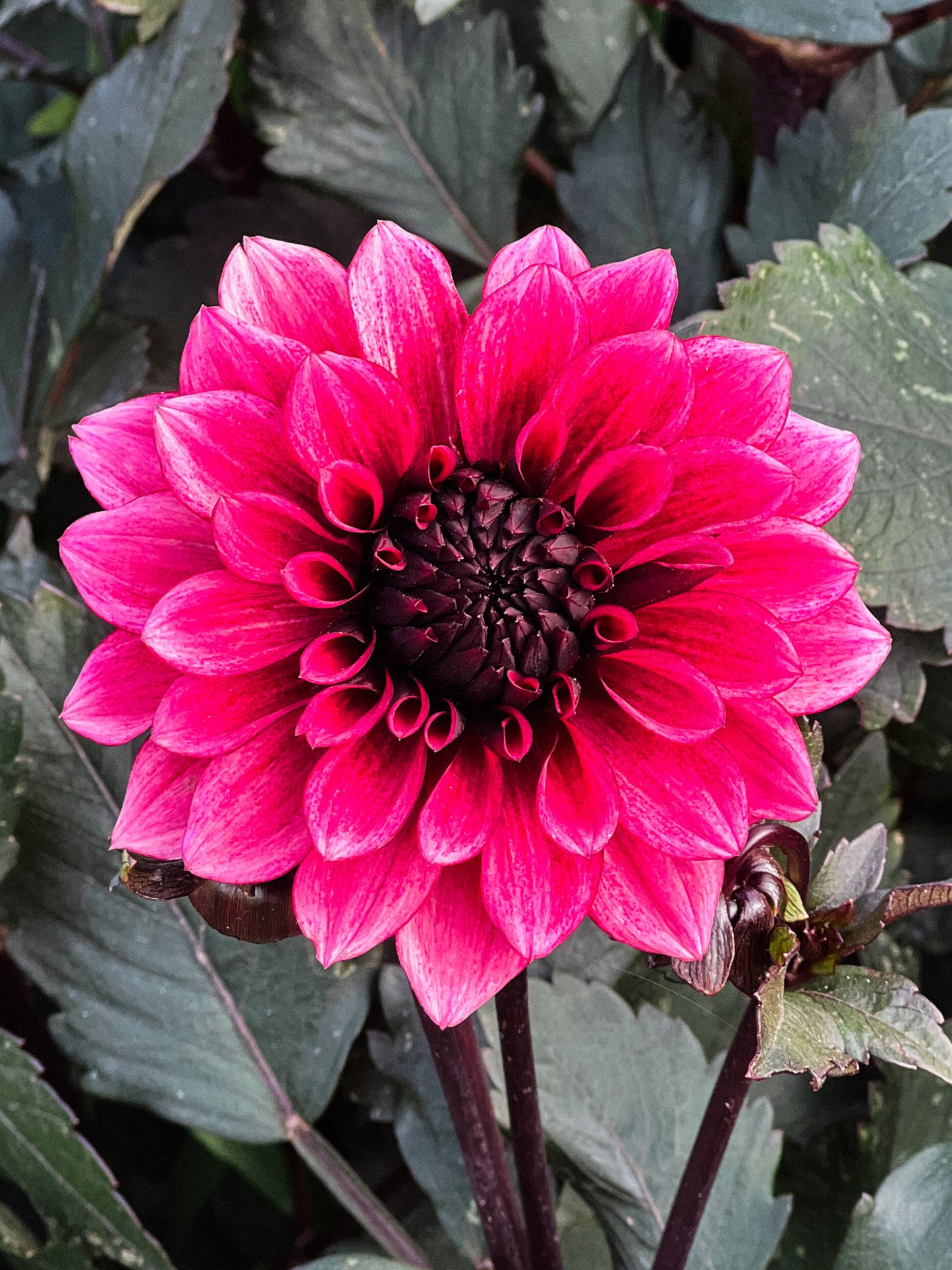 Dahlia bloom