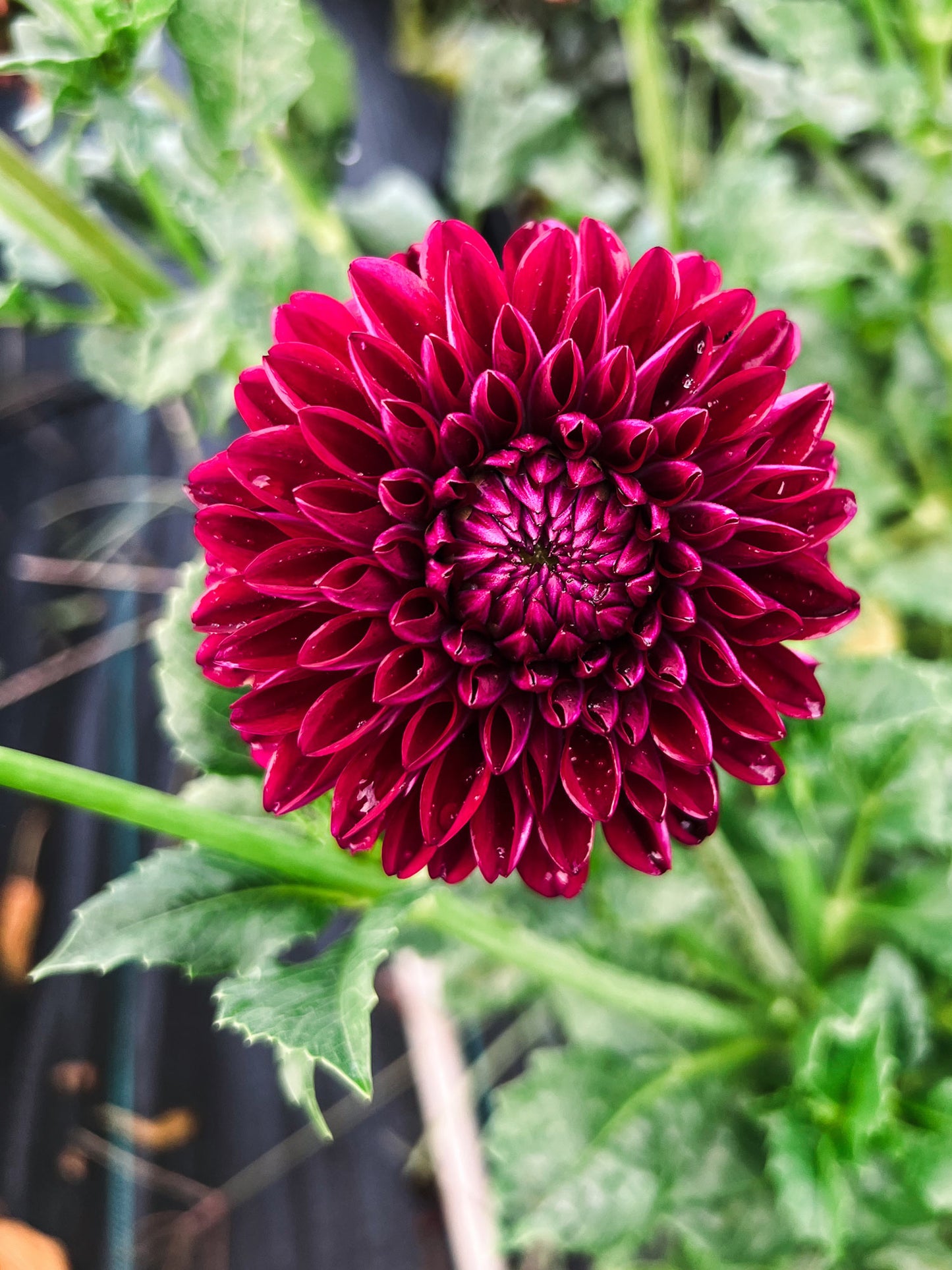 Dahlia bloom