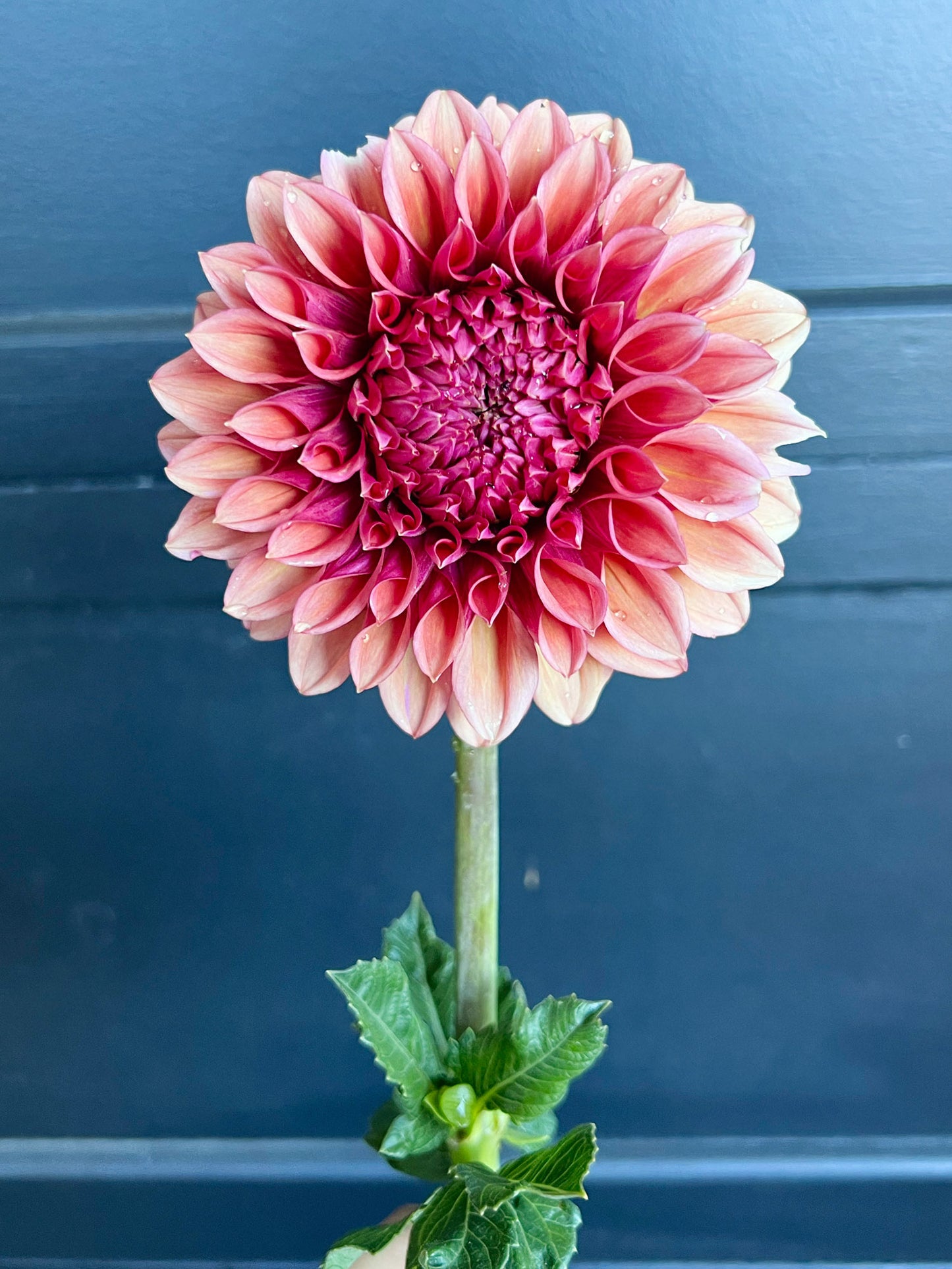 Dahlia bloom