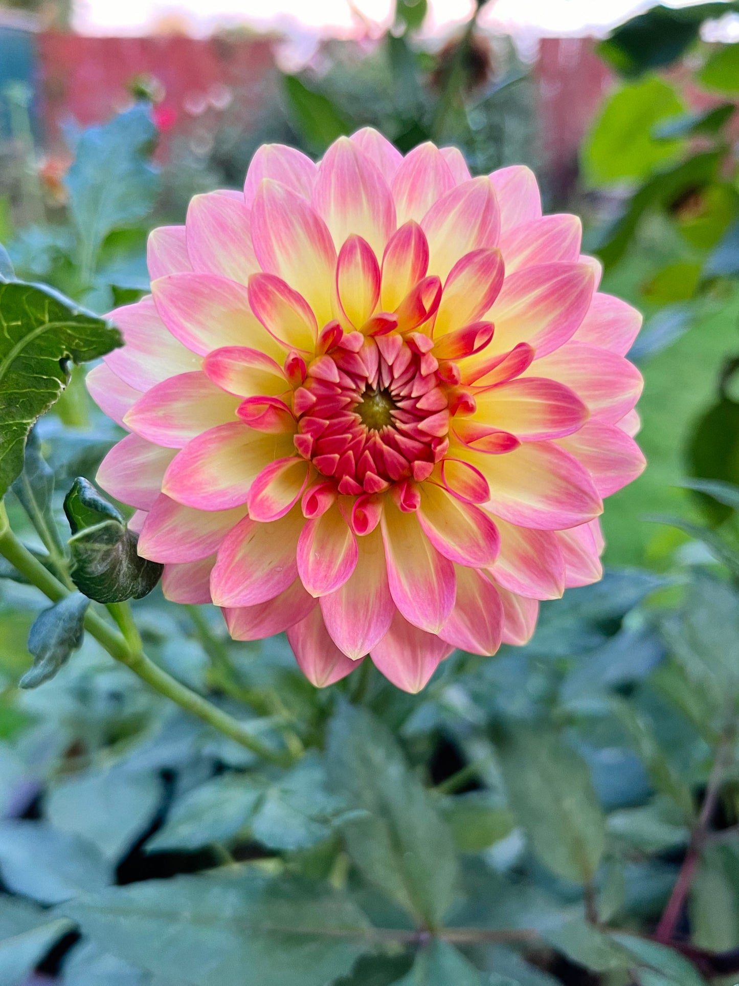 Dahlia bloom