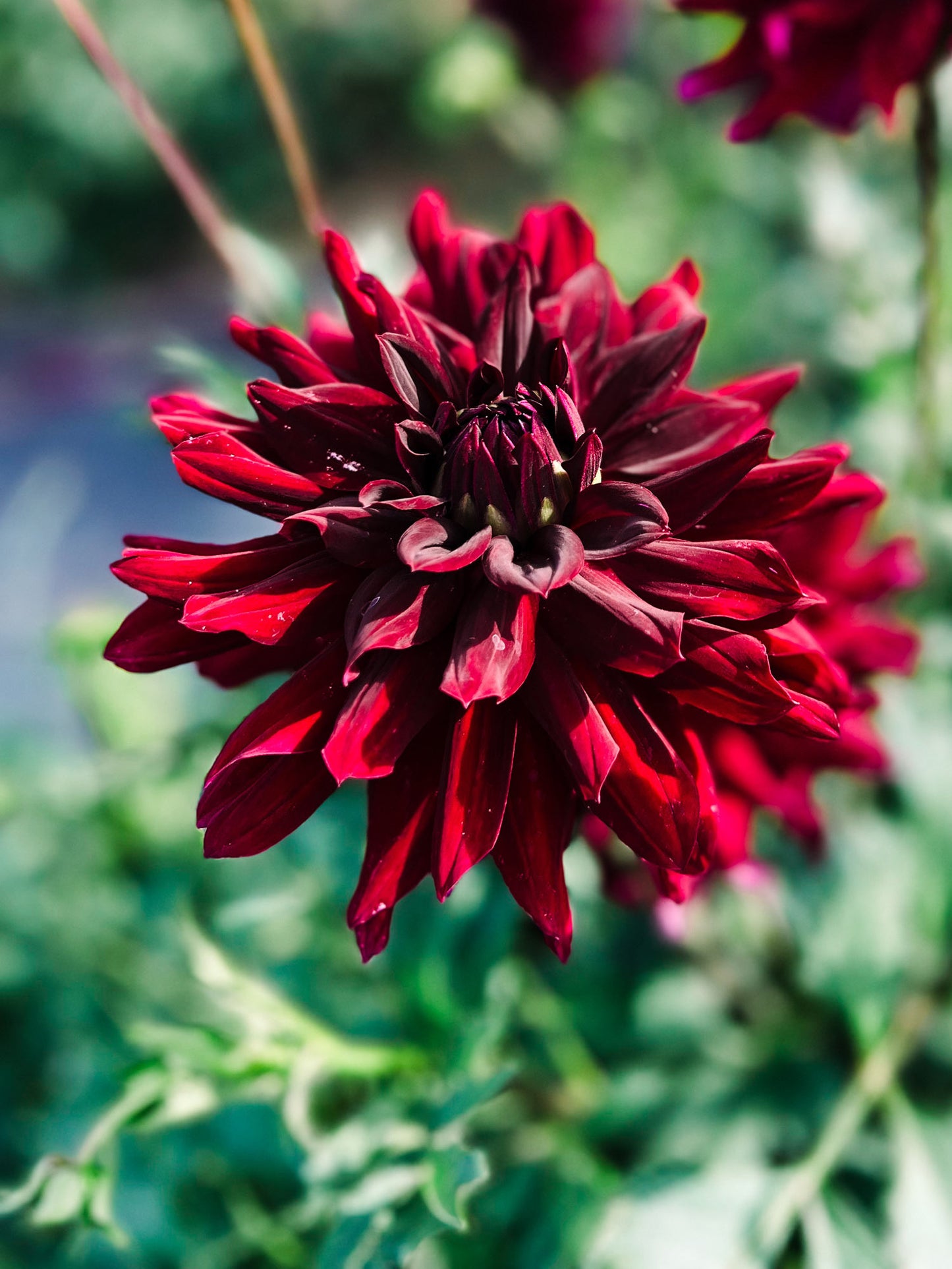 Dahlia bloom