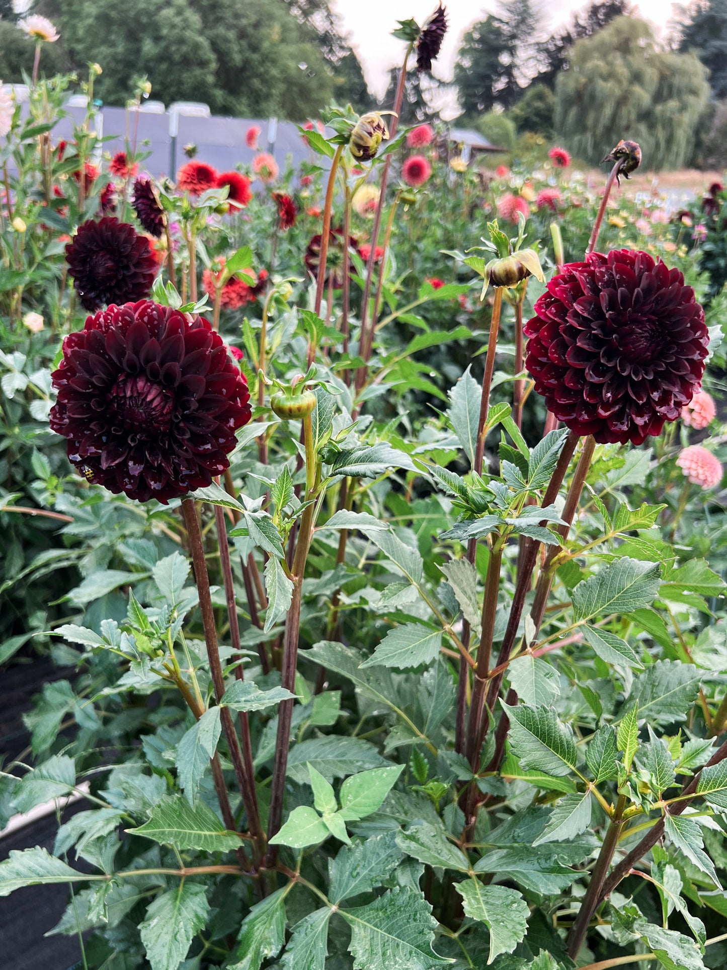 Dahlia bloom