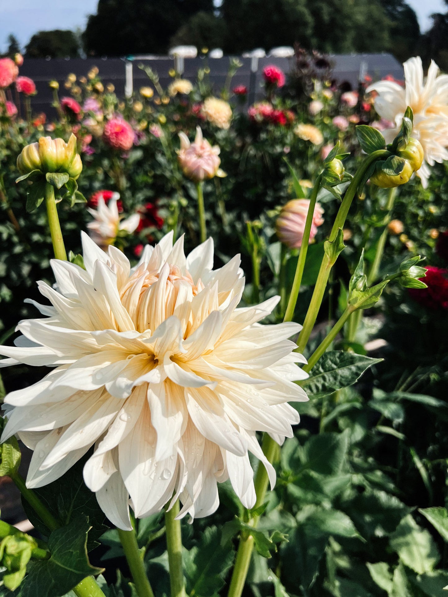 Dahlia bloom