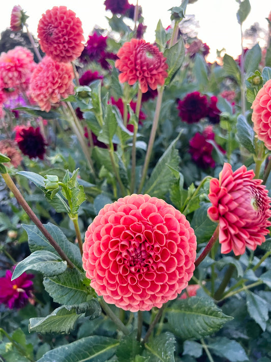 Dahlia bloom