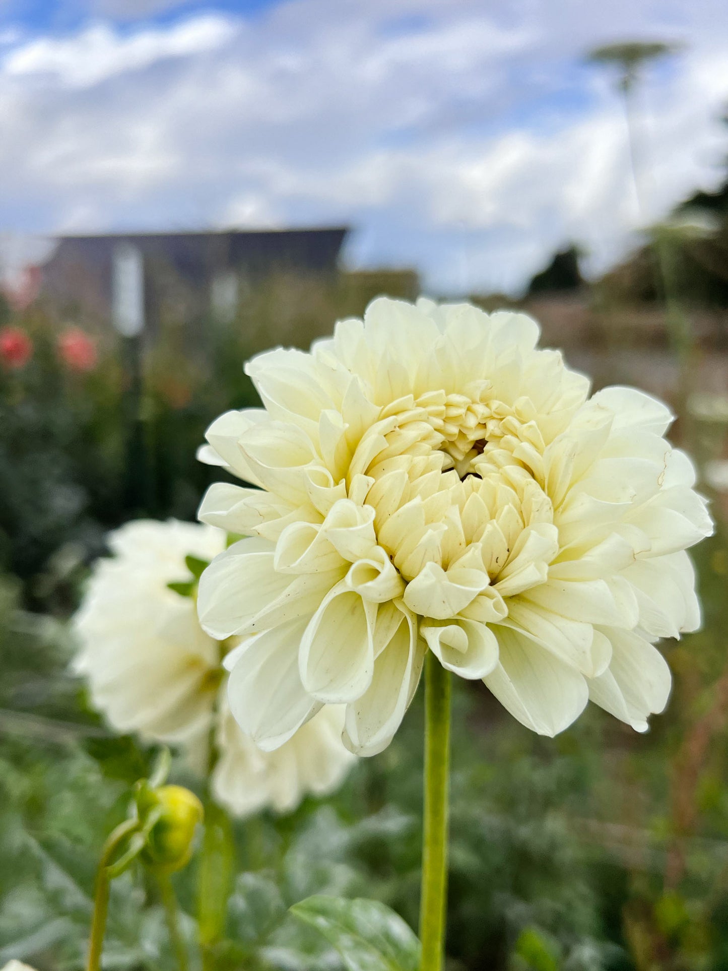 Dahlia bloom