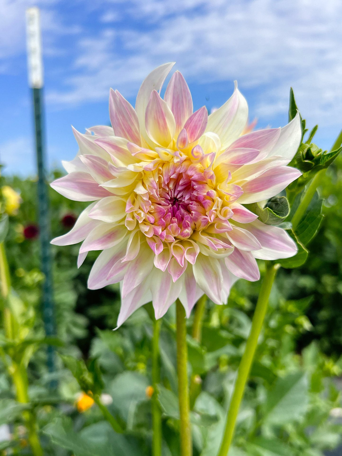 Dahlia bloom