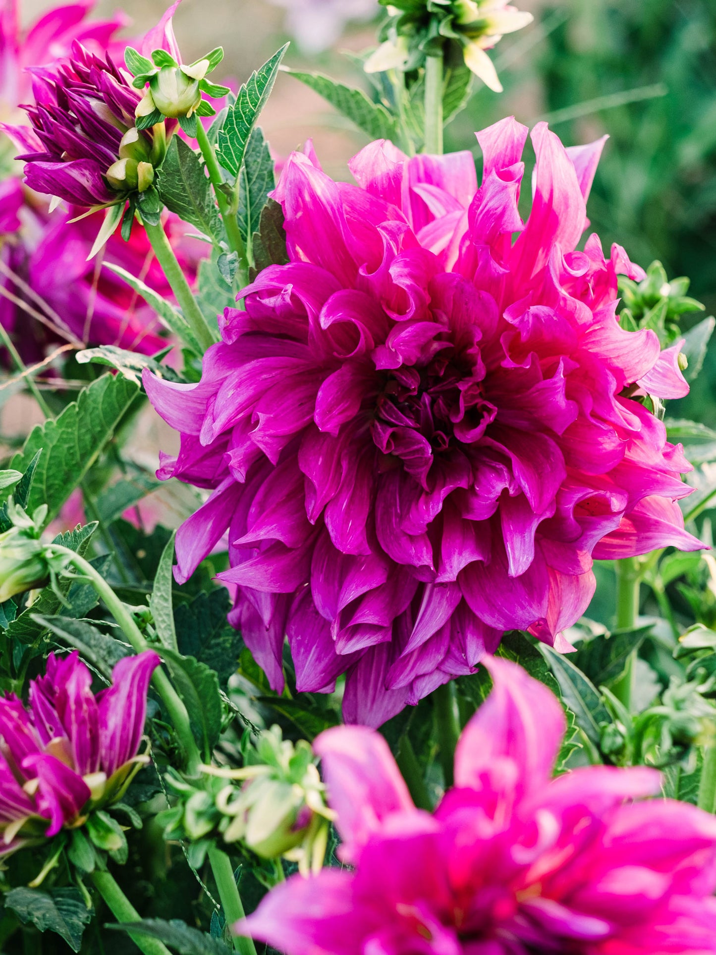 Dahlia bloom