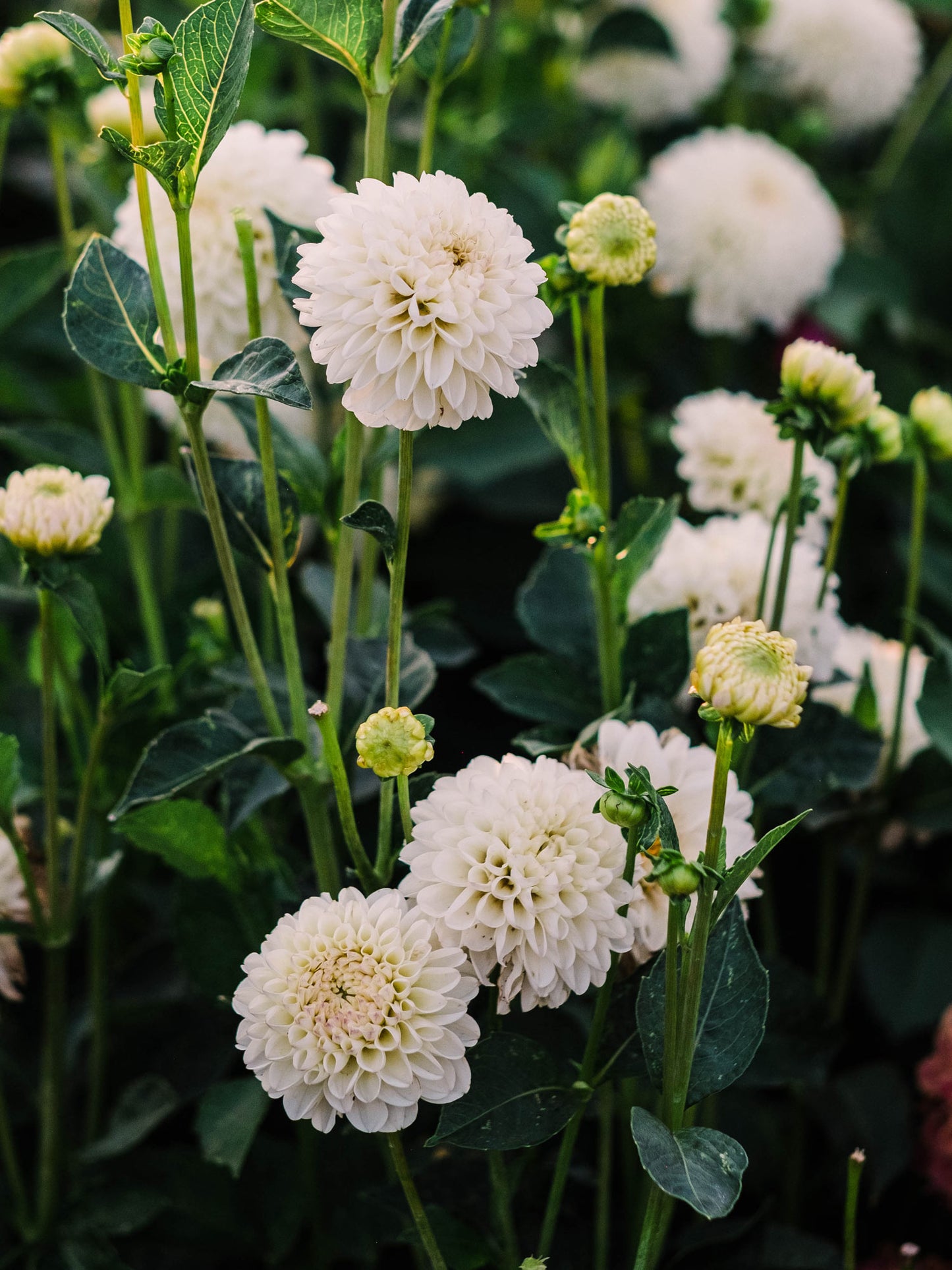 Dahlia bloom