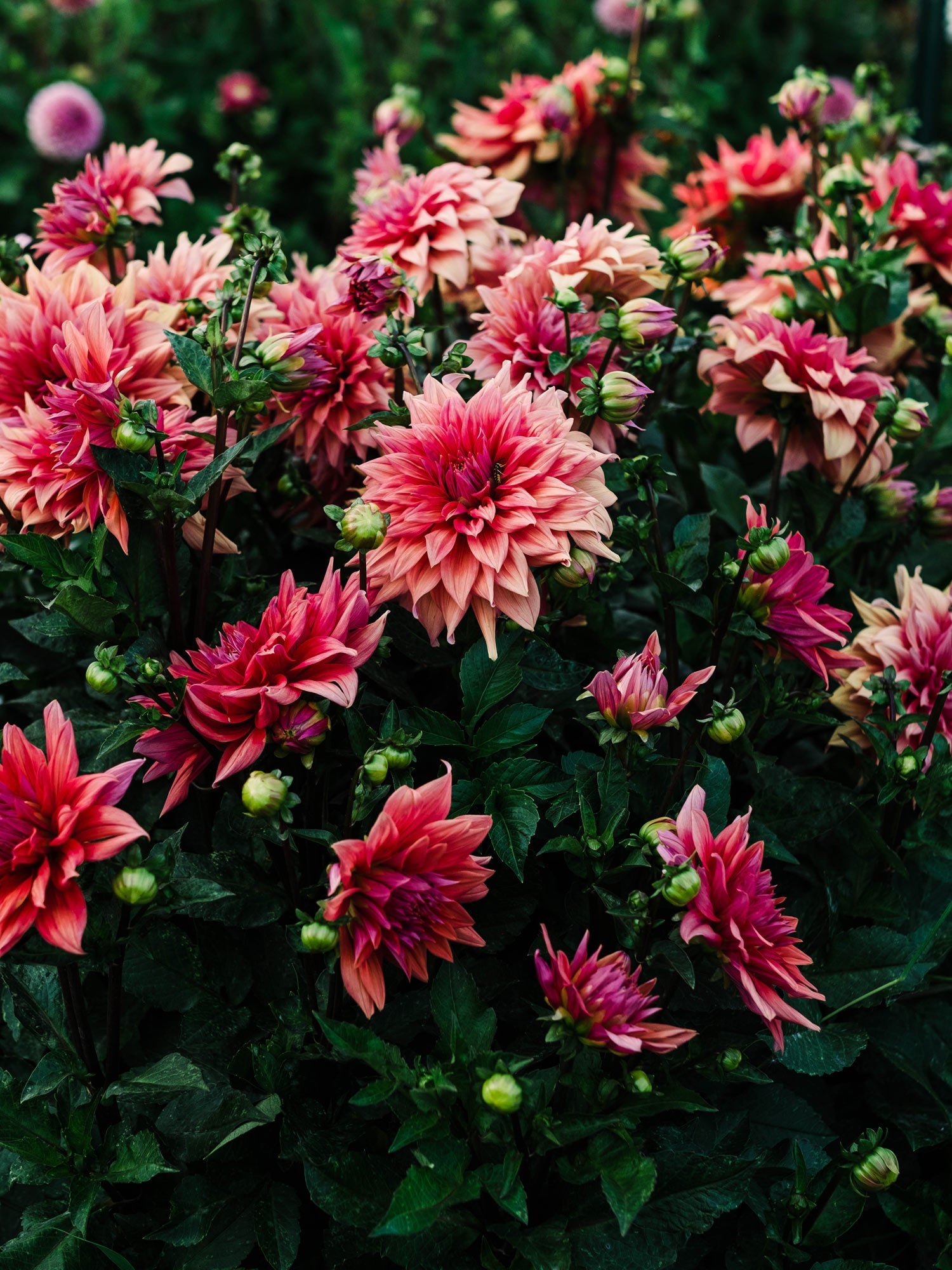 $5 dahlias