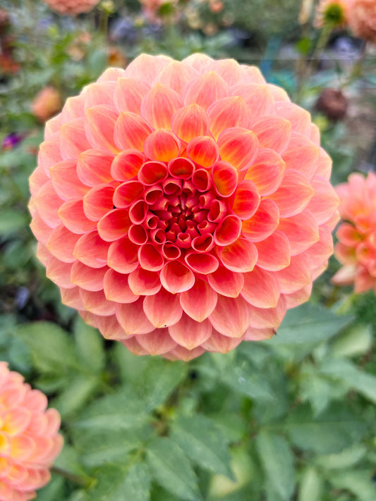 Dahlia bloom