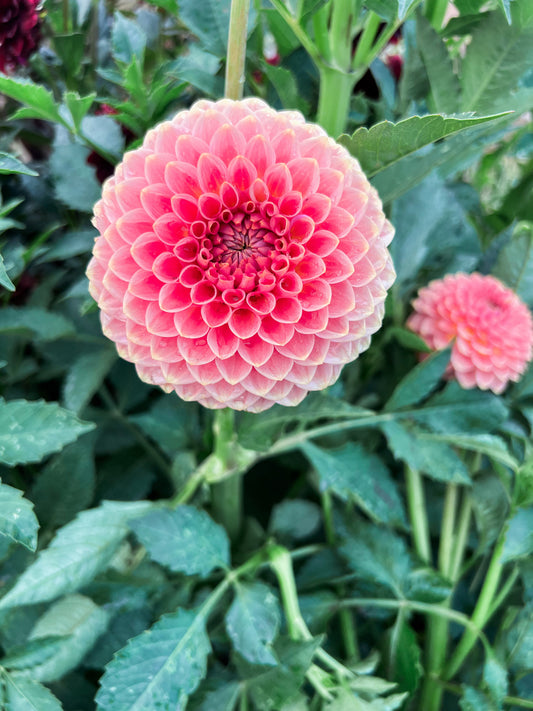 Dahlia bloom