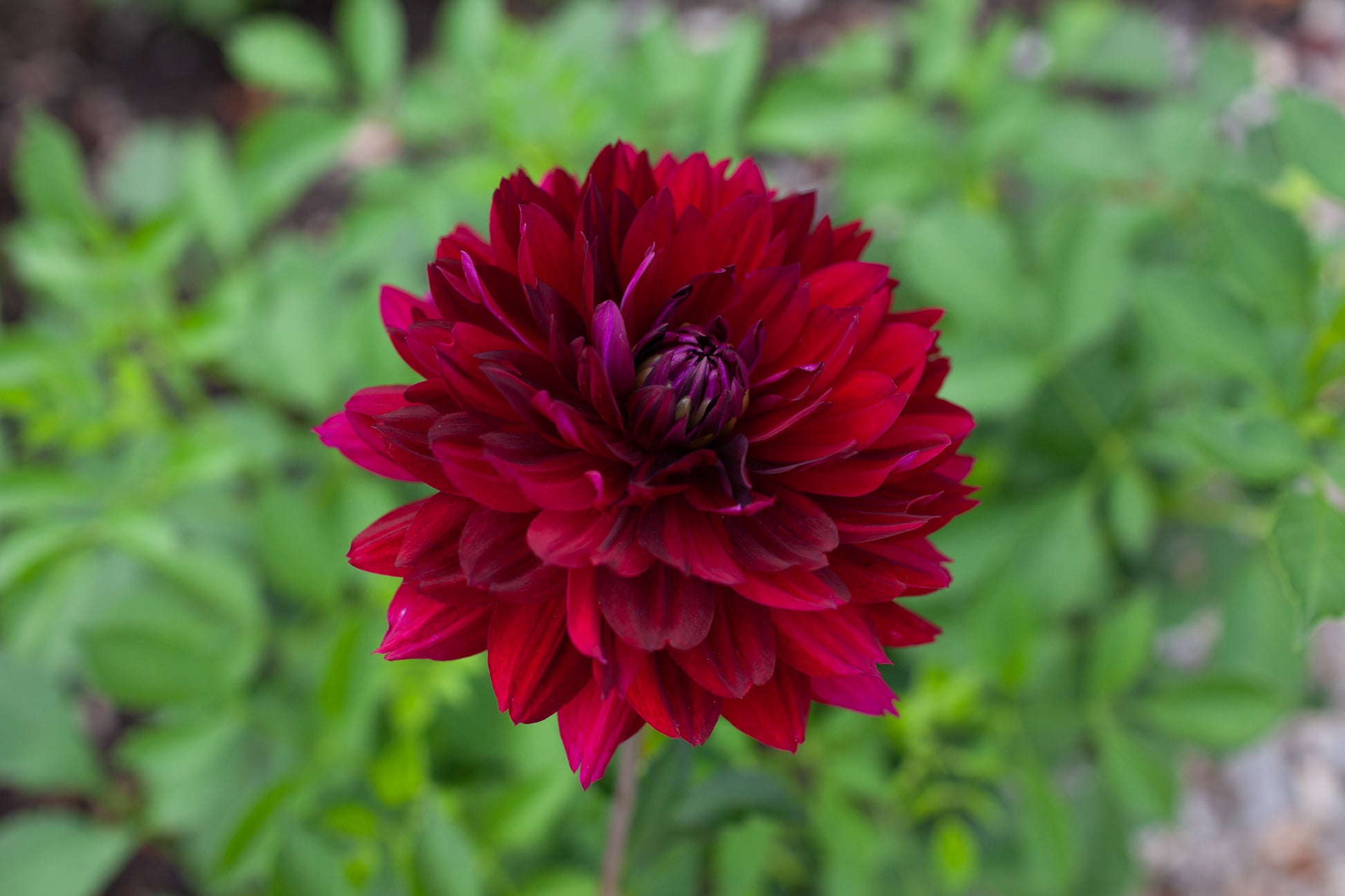 Dahlia bloom