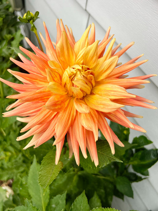 Dahlia bloom