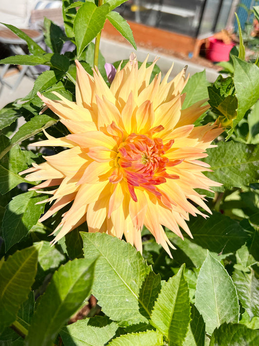 Dahlia bloom