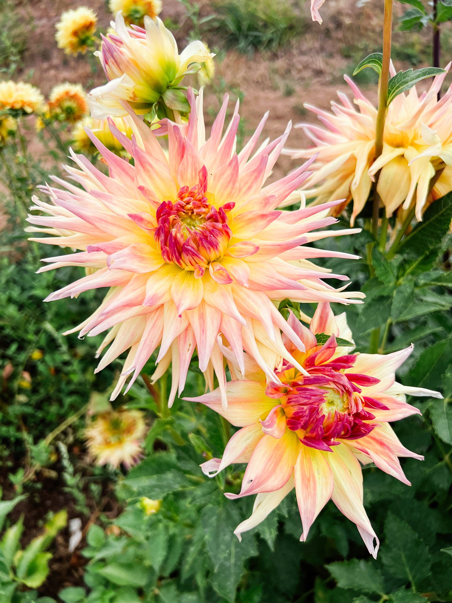 Dahlia bloom