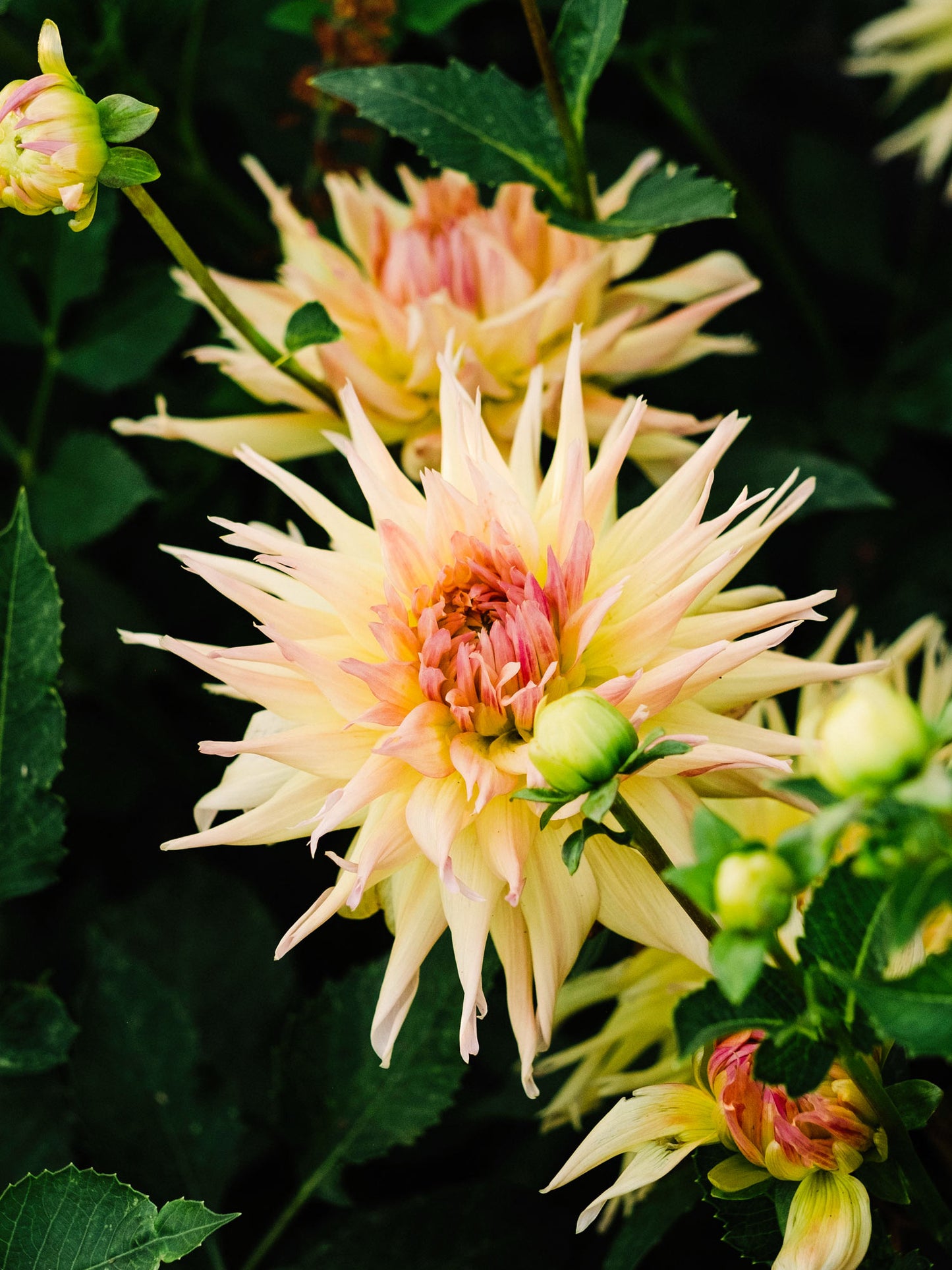 Dahlia bloom