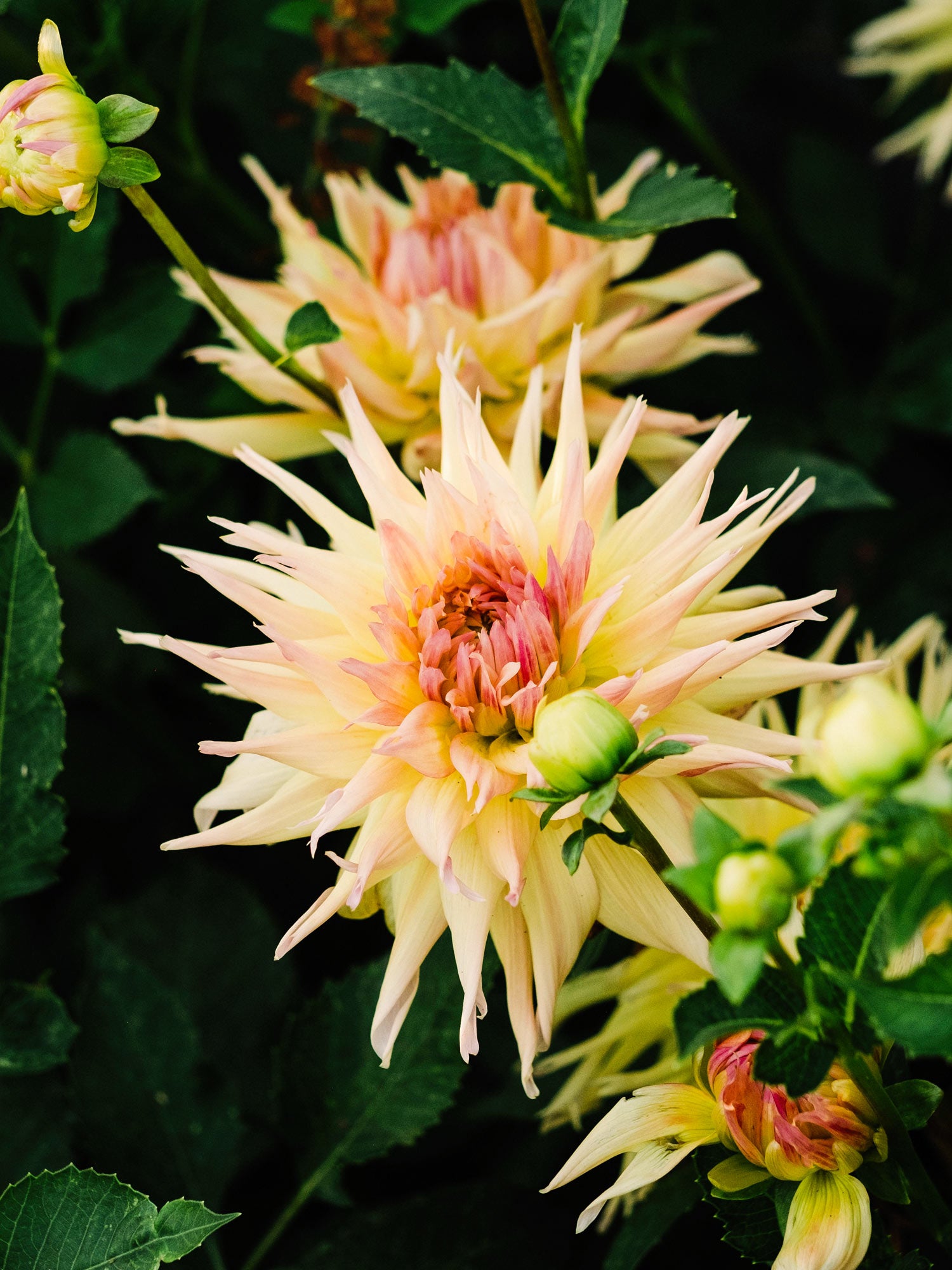 Dahlia bloom