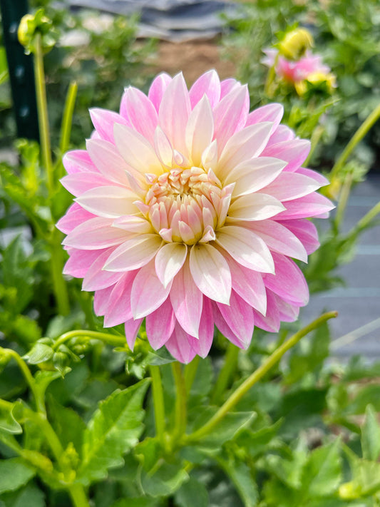Dahlia bloom