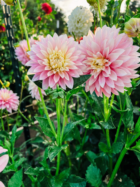 Dahlia bloom
