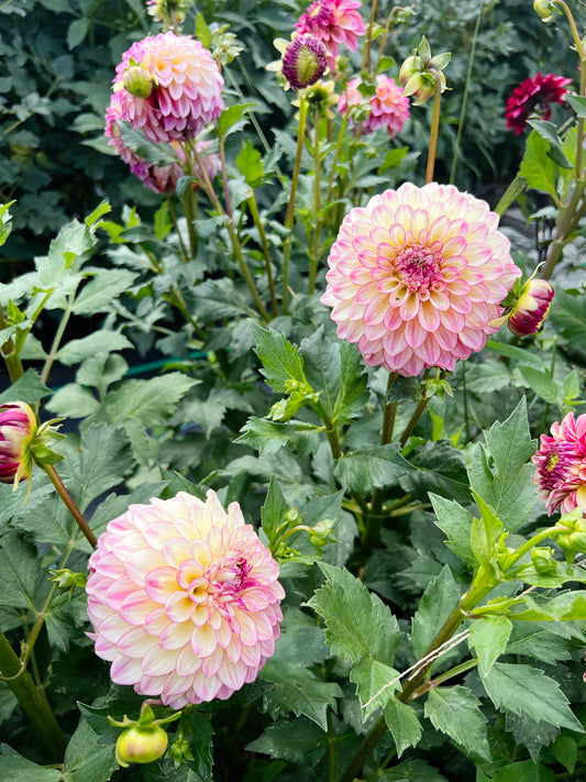 Dahlia bloom