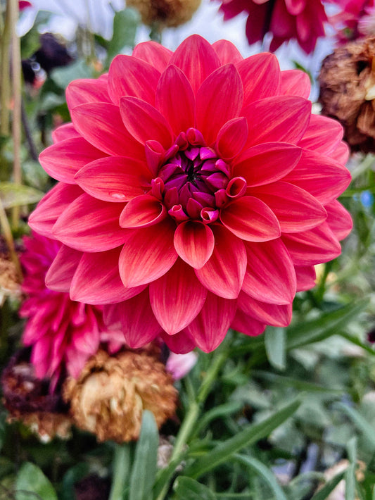 Dahlia bloom