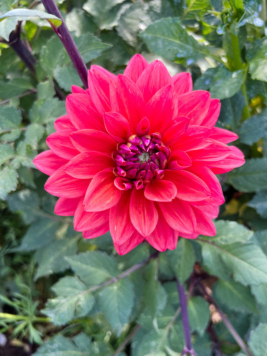 Dahlia bloom