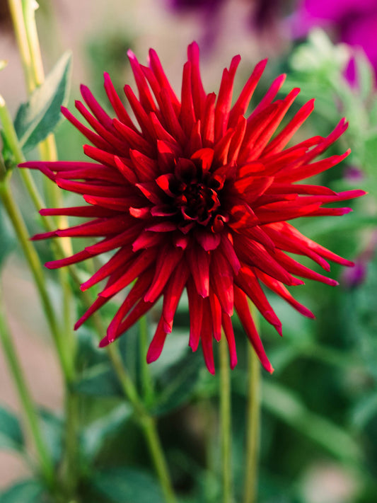 Dahlia bloom