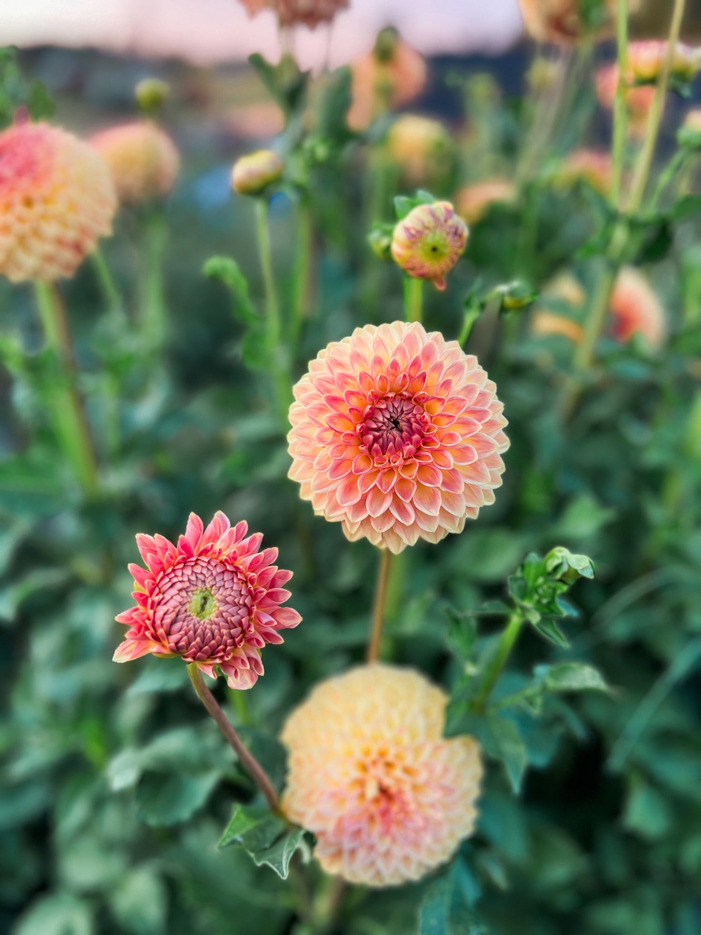 Dahlia bloom