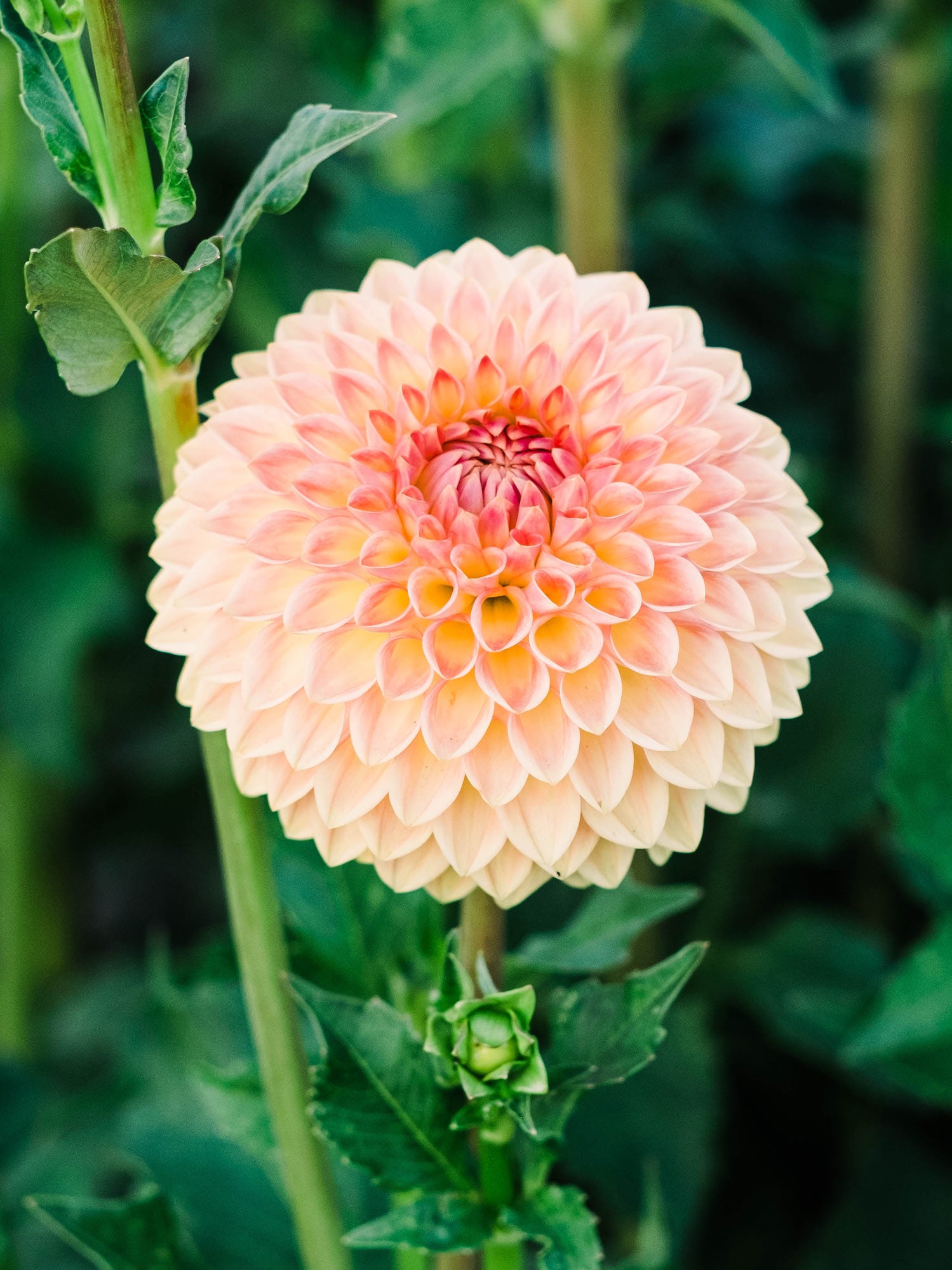 Dahlia bloom