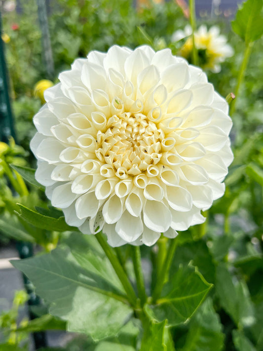 Dahlia bloom