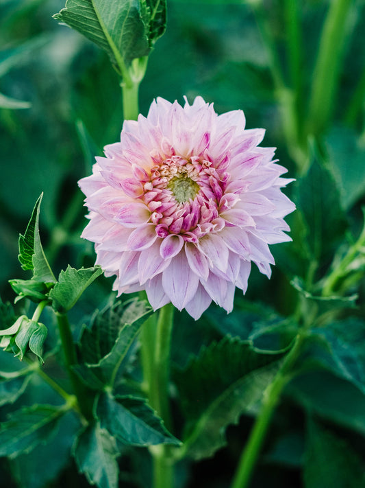 Dahlia bloom