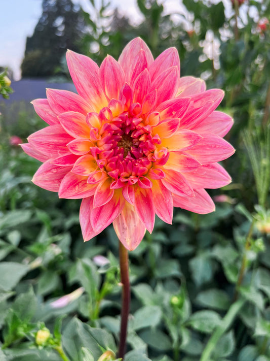 Dahlia bloom